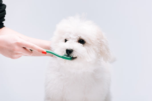 New! Pet Toothsticks!